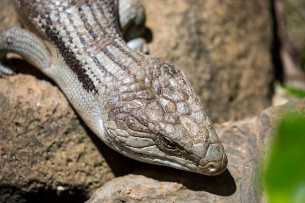 istock Australia: Eastern Blue-Tongued Lizard 1214746300