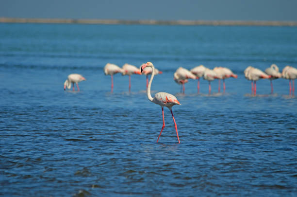 istock Greater flamingo in Atlantic Ocean, Walvis Bay 1214746436