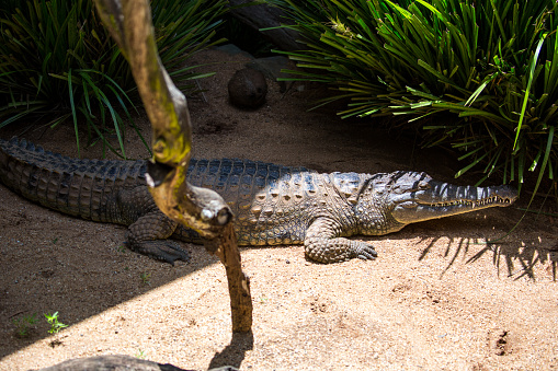 A Crocodile (Crocodylinae) basks in the shade on a hot summer day in Kuranda.