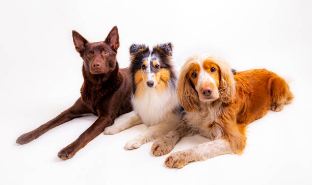 Three dogs One Australian Kelpie, one Shetland Sheepdog and one Duck tolling retrivier lying together. Studio Shot dog group of animals three animals happiness stock pictures, royalty-free photos & images