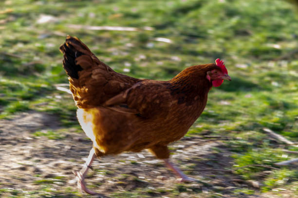 istock Natural free range poultry farming. 1214749811