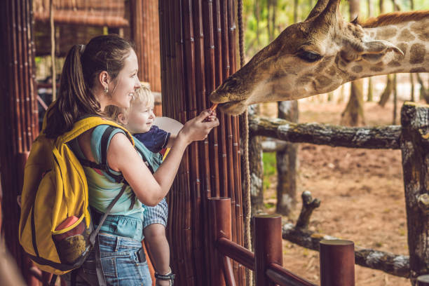 glückliche mutter und sohn beobachten und füttern giraffe im zoo. glückliche familie mit spaß mit tieren safaripark an warmen sommertag - giraffe stock-fotos und bilder