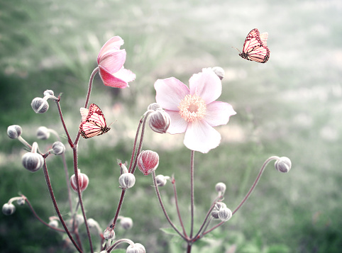 Spring flowers and two monarch butterflies on sunny backdrop. Beautiful nature summer horizontal banner. Copy space for text