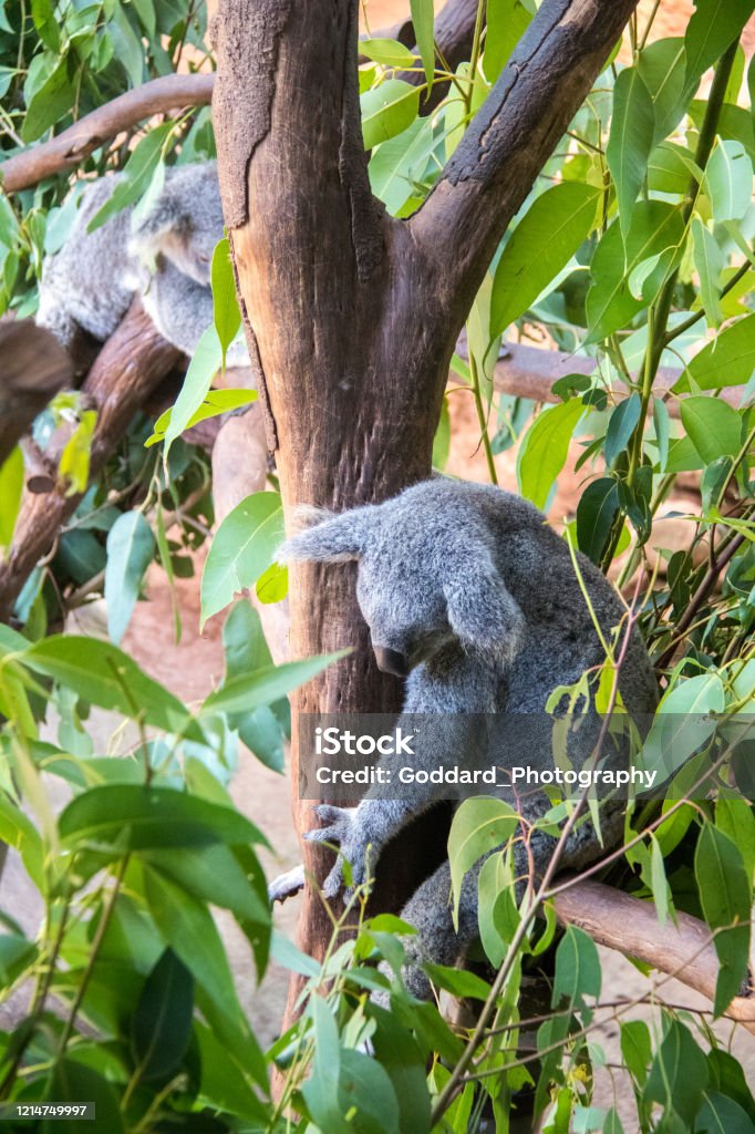 Australia: Koala Bear A Koala Bear (Phascolarctos cinereus) sleeps in a tree in Sydney, which is a familiar sight as they sleep 20 hours per day. Animal Stock Photo