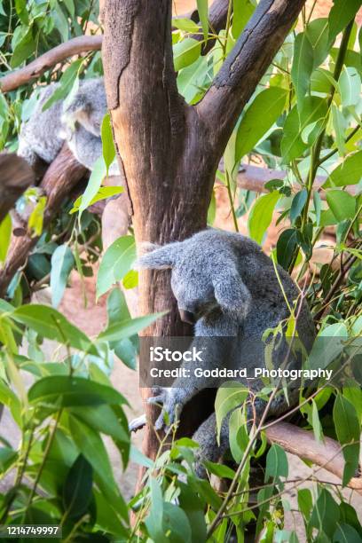 Australia Koala Bear Stock Photo - Download Image Now - Animal, Animal Wildlife, Arboreal Animal