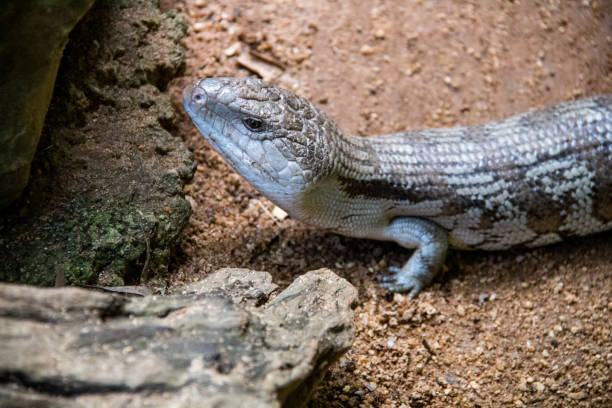 istock Australia: Eastern Blue-Tongued Lizard 1214750454