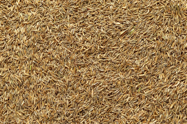 high quality lawn grass seeds as background - fescue imagens e fotografias de stock