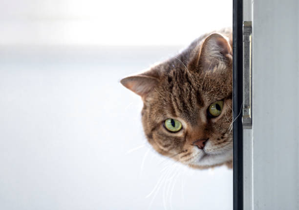 istock A tabby cat with green eyes 1214750836