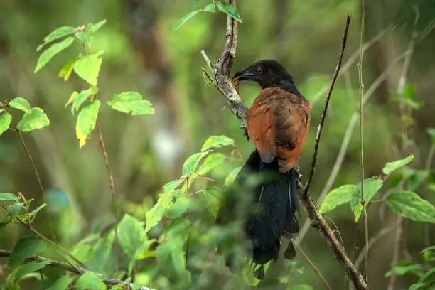Photo of The Greater Coucal or Crow Pheasant or Centropus sinensis perching on tree in nice natural environment of wildlife in Srí Lanka or Ceylon, bird with insect in beak, scene from nature, exotic birding