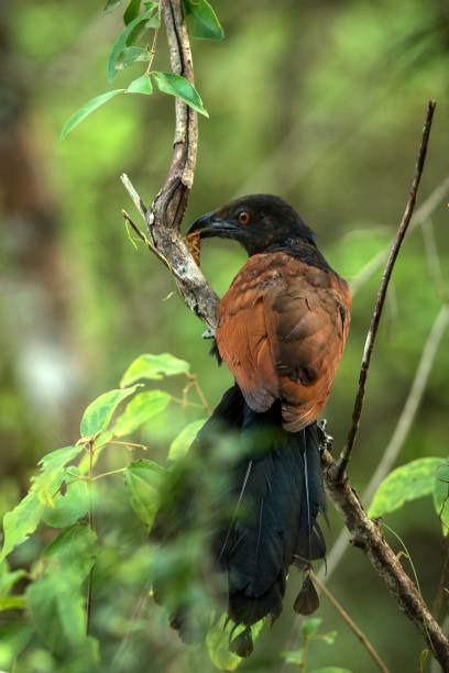 The Greater Coucal or Crow Pheasant or Centropus sinensis perching on tree in nice natural environment of wildlife in Srí Lanka or Ceylon, bird with insect in beak, scene from nature, exotic birding stock photo
