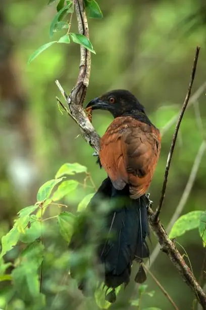 Photo of The Greater Coucal or Crow Pheasant or Centropus sinensis perching on tree in nice natural environment of wildlife in Srí Lanka or Ceylon, bird with insect in beak, scene from nature, exotic birding