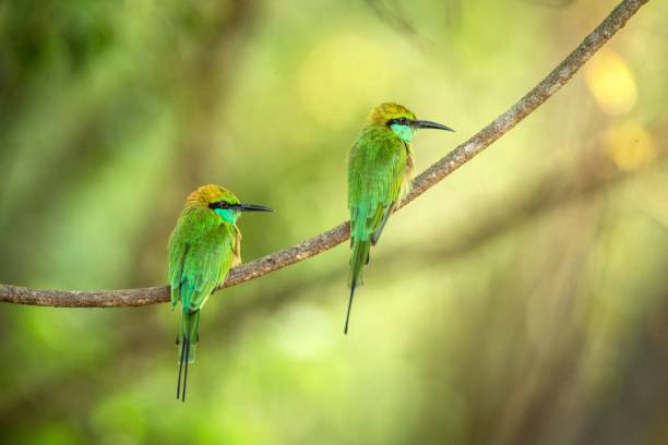 istock Two blue-tailed bee-eater (Merops philippinus) perching on branch, colorful bird on clear background, Yala National Park,Sri Lanka,tropical rainforest, bird in natural environment,bird couple 1214751655