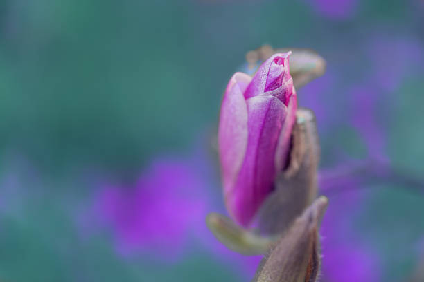 purple magnolia bud on a branch in springtime. beautiful spring flowers. toned image. copy space. - focus on foreground magnolia branch blooming imagens e fotografias de stock