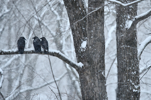 Three American crows sitting on a tree branch in a spring snowstorm (late March) in Connecticut