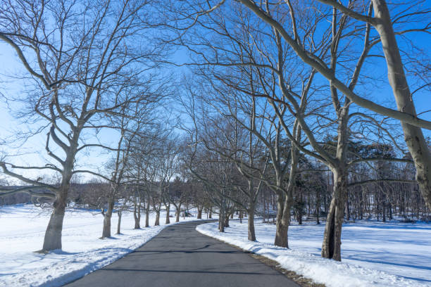 istock Beautiful winter nature snow with trees. Winter walkway covered with snow. 1214753230