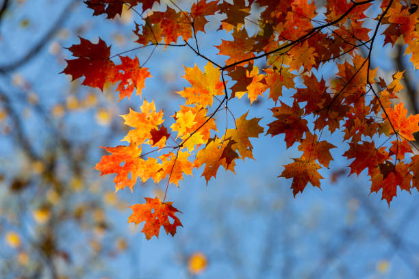 hojas de otoño - great smoky mountains great smoky mountains national park leaf autumn fotografías e imágenes de stock