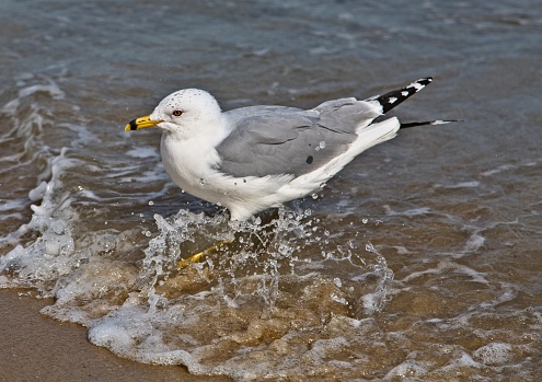 Seagull hunting for food along the \nVirginia beach coast.