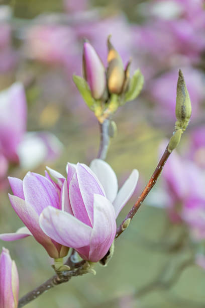 blooming pink magnolias on a branch in springtime. beautiful spring flowers. toned image. closeup. - focus on foreground magnolia branch blooming imagens e fotografias de stock