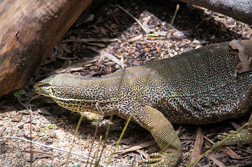 A large Monitor Lizard (Varanus) , also known as the Goanna, and has a special place in Aboriginal mythology.