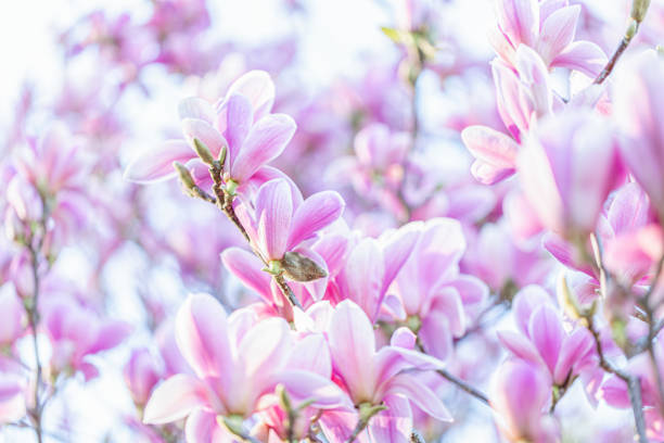 istock Blooming pink magnolias on a branch in springtime. Beautiful spring flowers. Toned image. Copy space. 1214753737