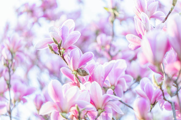 blooming pink magnolias on a branch in springtime. beautiful spring flowers. toned image. copy space. - focus on foreground magnolia branch blooming imagens e fotografias de stock