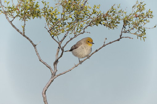 The verdin is in a family all its in North America (family name Remizidae)