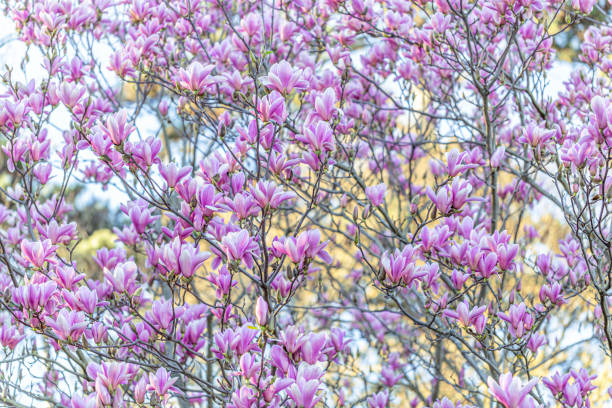 Magnolias in springtime. Beautiful spring flowers in spring orchard. Magnolia tree. Shallow depth of field. Toned image. Selective focus.