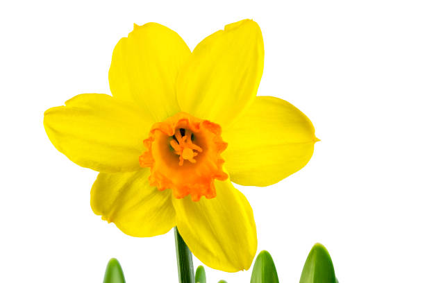 Macro of a isolated yellow daffodil flower blossom
