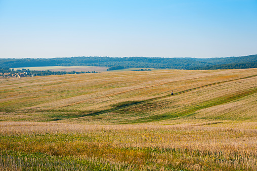 Small people in big world. Motorcyclist rides through golden straw stubble field. Autumn landscape under blue sky.