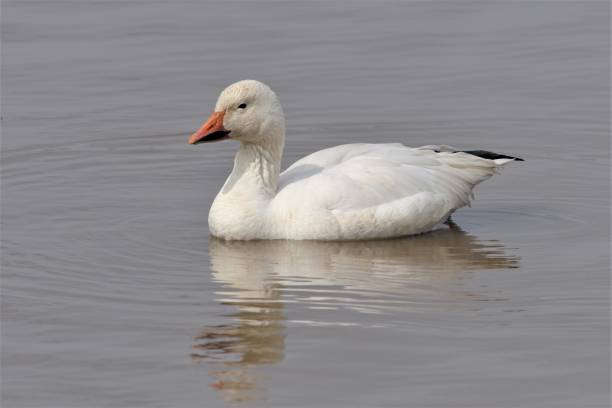 istock Snow Goose Swimming 1214755242