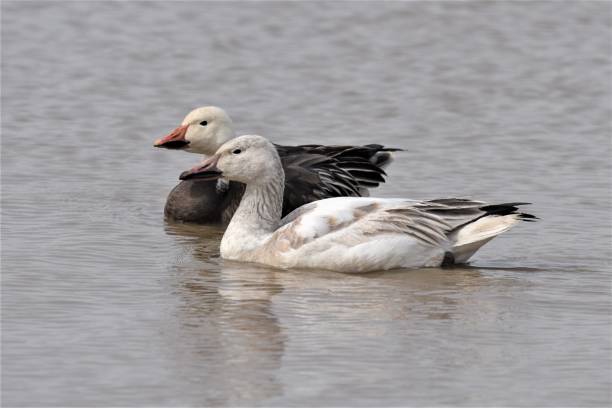 istock Snow Geese Swimming 1214755381
