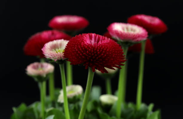 istock Red flower in the garden 1214755385