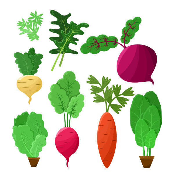 ilustrações, clipart, desenhos animados e ícones de pôster do vetor de cor da coleção vitamina vegetal - rutabaga