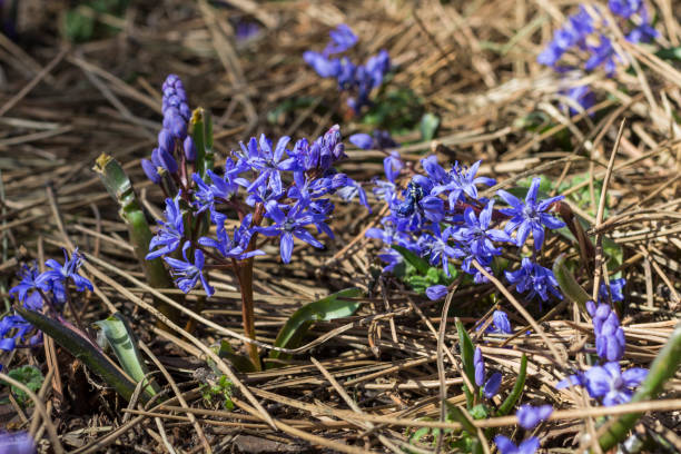 istock Early spring blue flowers. Ground without grass. Close up 1214756282