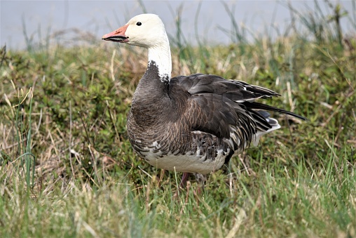 A dark morph snow goose searches amid grass for food at Blackwater National Wildlife Refuge, Maryland.