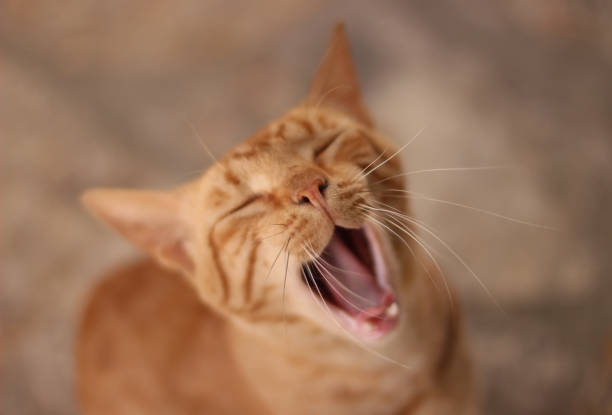 istock Portrait of a cat 1214756680