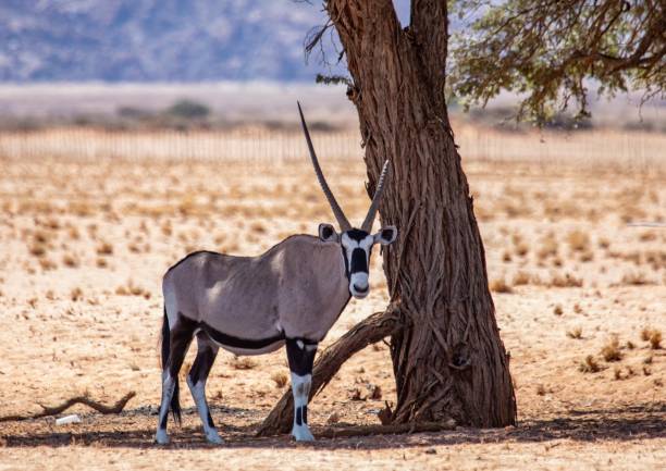 istock Oryx in the namib desert in Namibia 1214756763