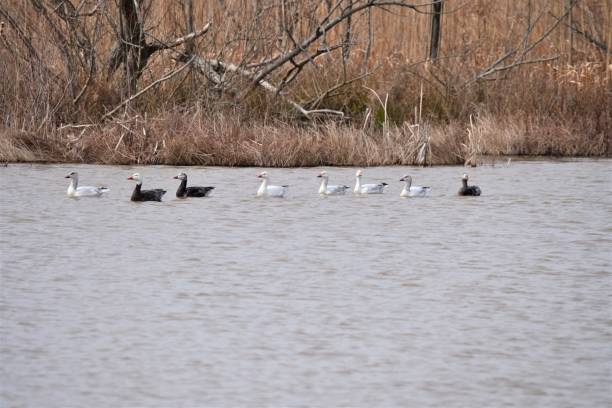 istock Snow Geese Swimming 1214757065
