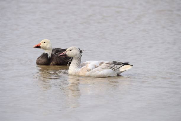 istock Snow Geese Swimming 1214758008