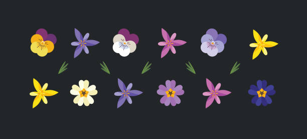 illustrations, cliparts, dessins animés et icônes de ensemble de fleurs de printemps. - primrose