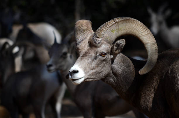 Bighorn Sheep Bighorn Sheep in Zion National Park neta degany stock pictures, royalty-free photos & images