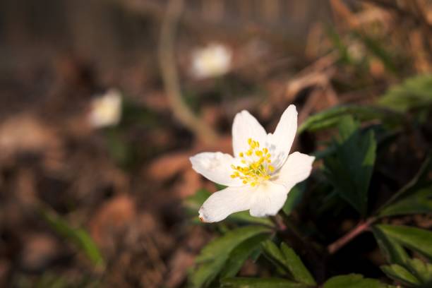 istock Closeup of anemone flower blossom in spring forest, evening light, blurred background 1214758600