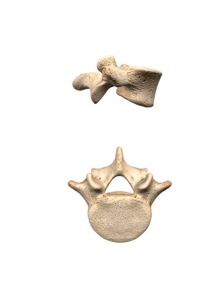 istock Lumbar L5 Vertebra on White Background 1214759481
