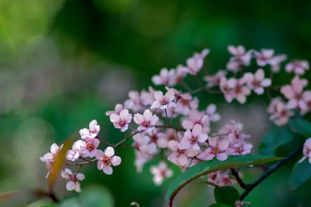 Prunus padus colorata pink flowering cultivar of bird cherry hackberry tree, hagberry mayday tree in bloom, ornamental park flowers on branches and red green leaves