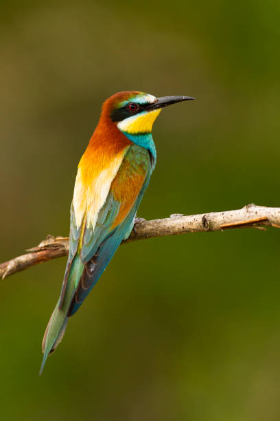 istock Alert european bee-eater sitting on twig from back view in summer 1214762222
