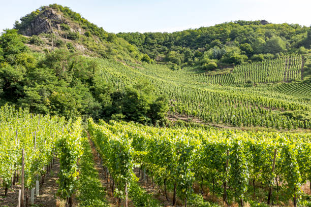 istock Vineyards of the Ahr Valley 1214762446