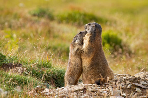 istock Alpine marmots hugging and touching with noses near den. 1214762595