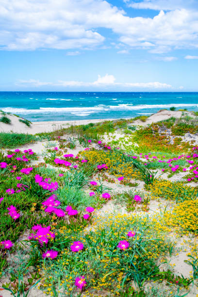 flowers by the sea in platamona shore - sea fig imagens e fotografias de stock