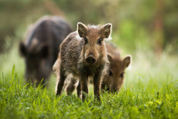 istock Attentive wild boar piglet with stripes watching on summer meadow 1214763147