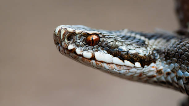 istock Close-up a poisonous common viper looking intensely with orange eye. 1214764101